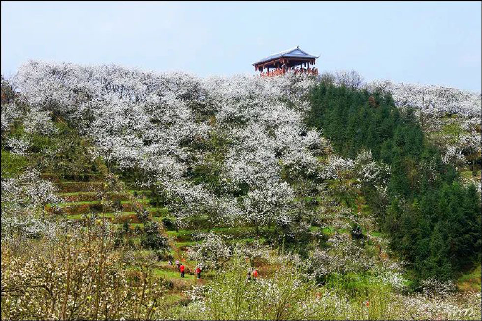 【春天，广西桂林灌阳县向您发出邀请！】我们在灌阳看梨花 - 游山玩水 - 焦作生活社区 - 焦作28生活网 jiaozuo.28life.net