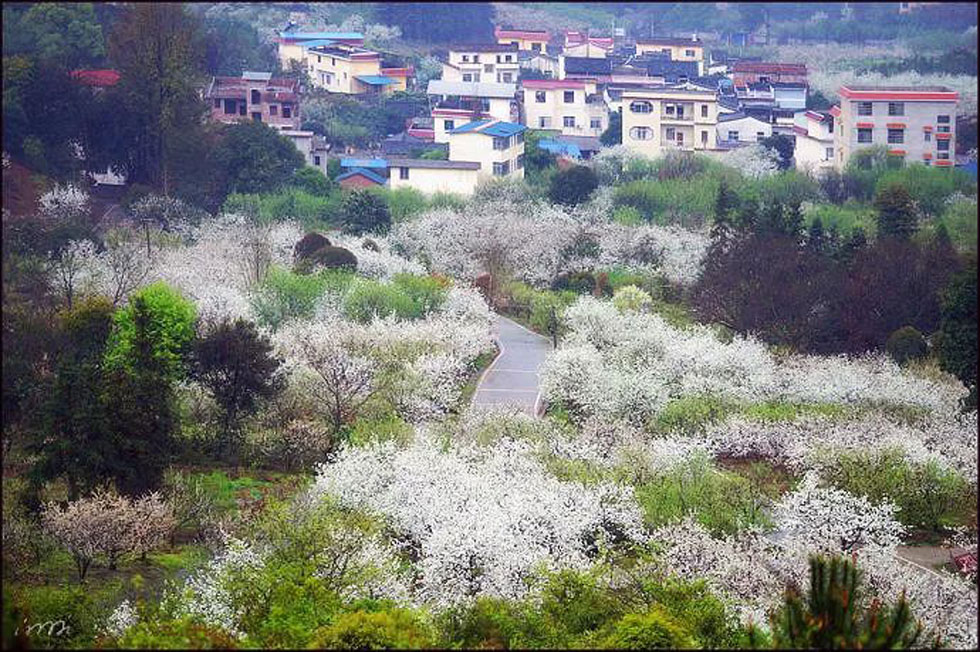 【春天，广西桂林灌阳县向您发出邀请！】我们在灌阳看梨花 - 游山玩水 - 焦作生活社区 - 焦作28生活网 jiaozuo.28life.net