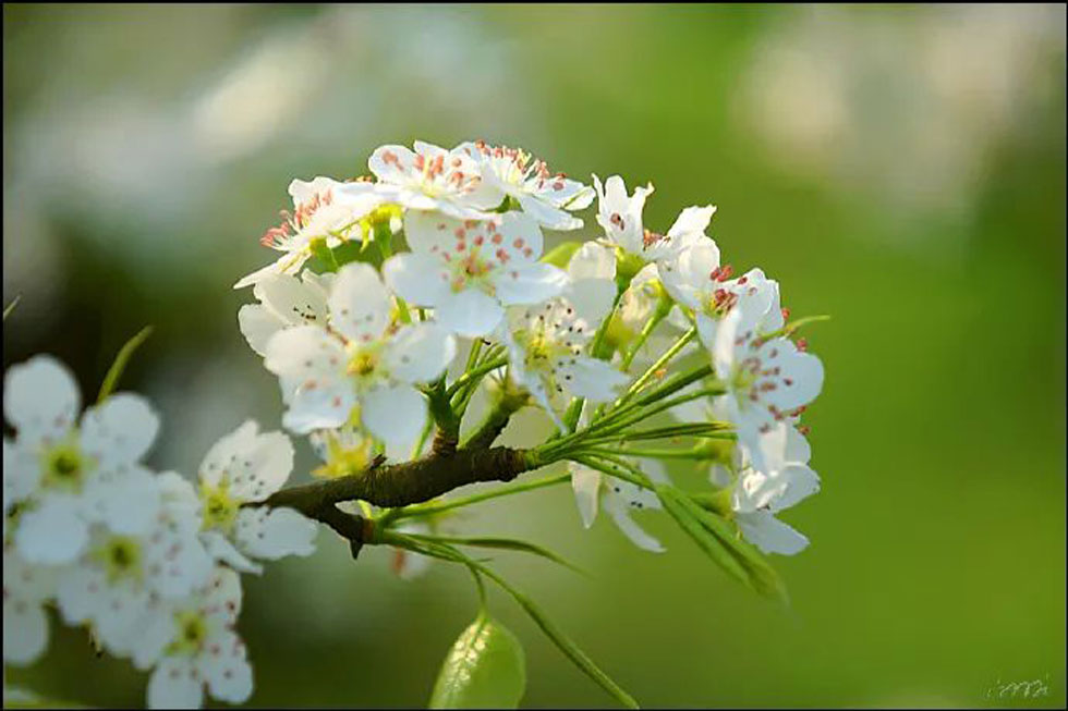 【春天，广西桂林灌阳县向您发出邀请！】我们在灌阳看梨花 - 游山玩水 - 焦作生活社区 - 焦作28生活网 jiaozuo.28life.net