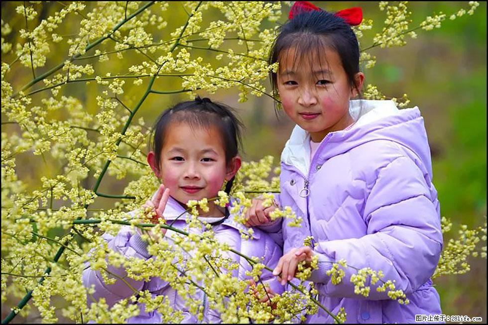 【春天，广西桂林灌阳县向您发出邀请！】米珠山前有片山苍子花在飘香 - 游山玩水 - 焦作生活社区 - 焦作28生活网 jiaozuo.28life.net