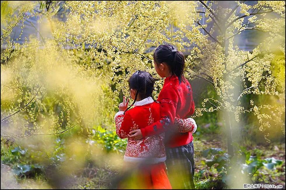 【春天，广西桂林灌阳县向您发出邀请！】米珠山前有片山苍子花在飘香 - 游山玩水 - 焦作生活社区 - 焦作28生活网 jiaozuo.28life.net