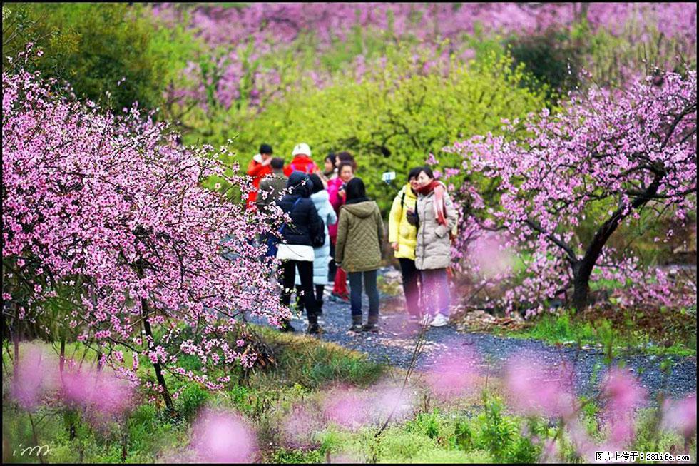 【春天,广西桂林灌阳县向您发出邀请!】官庄村有个醉美的桃花园 - 游山玩水 - 焦作生活社区 - 焦作28生活网 jiaozuo.28life.net