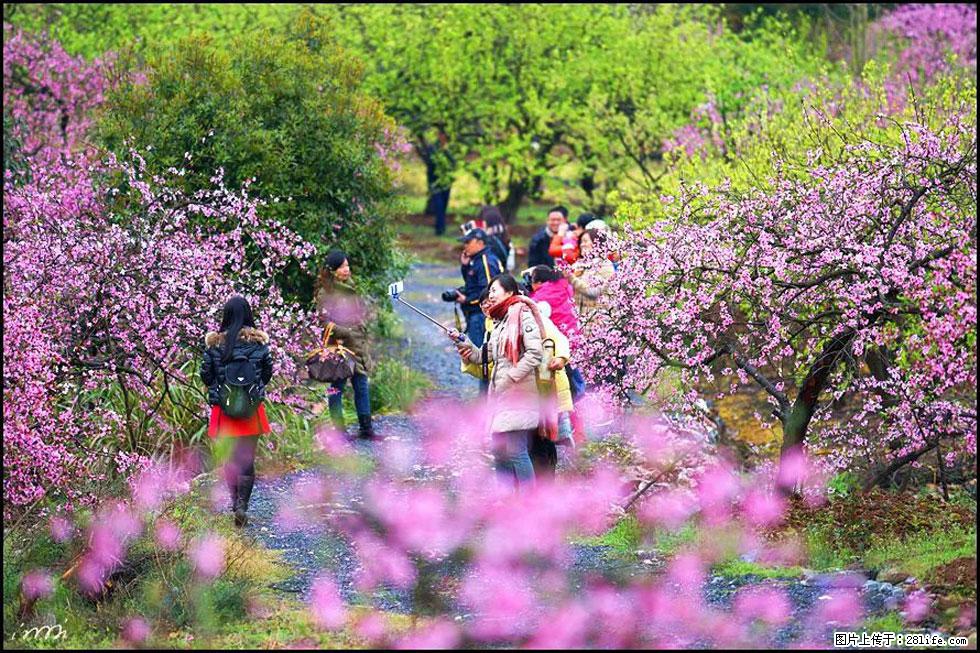 【春天,广西桂林灌阳县向您发出邀请!】官庄村有个醉美的桃花园 - 游山玩水 - 焦作生活社区 - 焦作28生活网 jiaozuo.28life.net