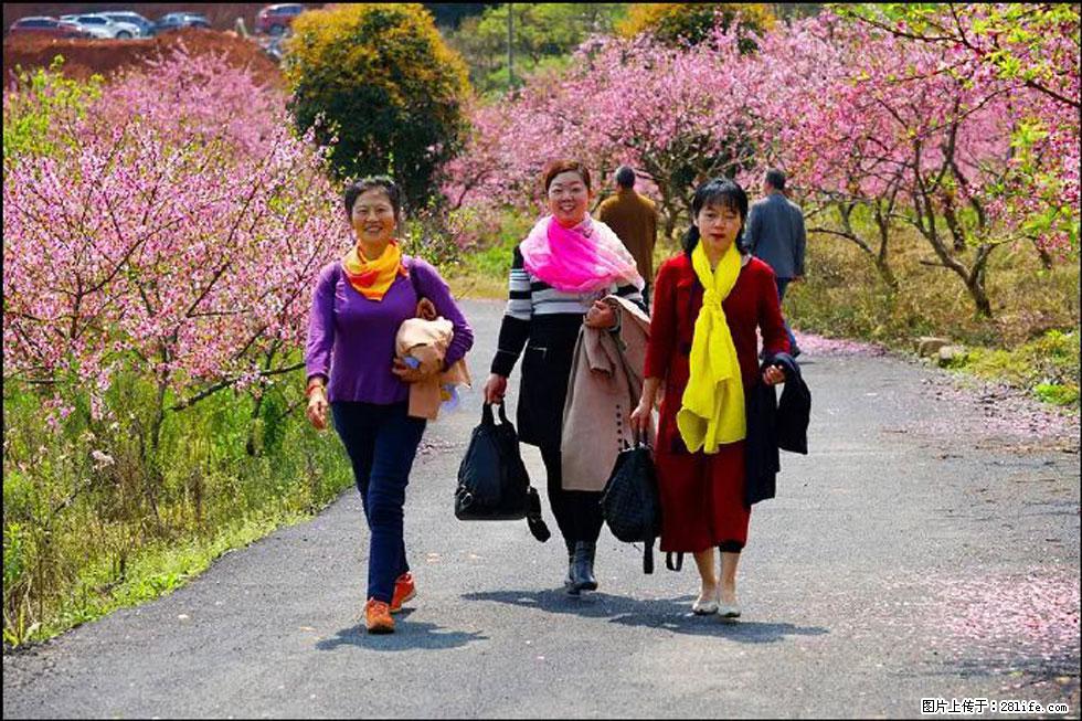 【春天,广西桂林灌阳县向您发出邀请!】官庄村有个醉美的桃花园 - 游山玩水 - 焦作生活社区 - 焦作28生活网 jiaozuo.28life.net