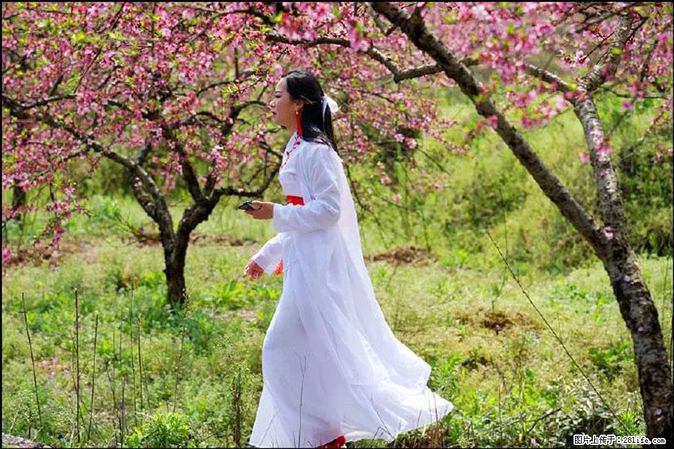 【春天,广西桂林灌阳县向您发出邀请!】官庄村有个醉美的桃花园 - 游山玩水 - 焦作生活社区 - 焦作28生活网 jiaozuo.28life.net
