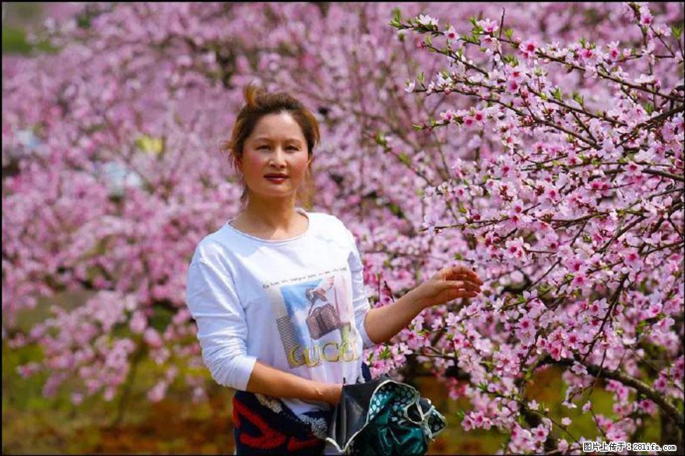 【春天,广西桂林灌阳县向您发出邀请!】官庄村有个醉美的桃花园 - 游山玩水 - 焦作生活社区 - 焦作28生活网 jiaozuo.28life.net