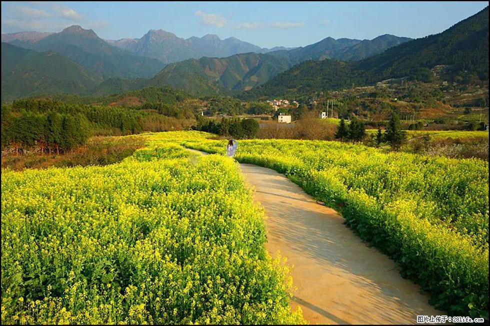 【春天，广西桂林灌阳县向您发出邀请！】长坪村油菜盛情花开 - 游山玩水 - 焦作生活社区 - 焦作28生活网 jiaozuo.28life.net