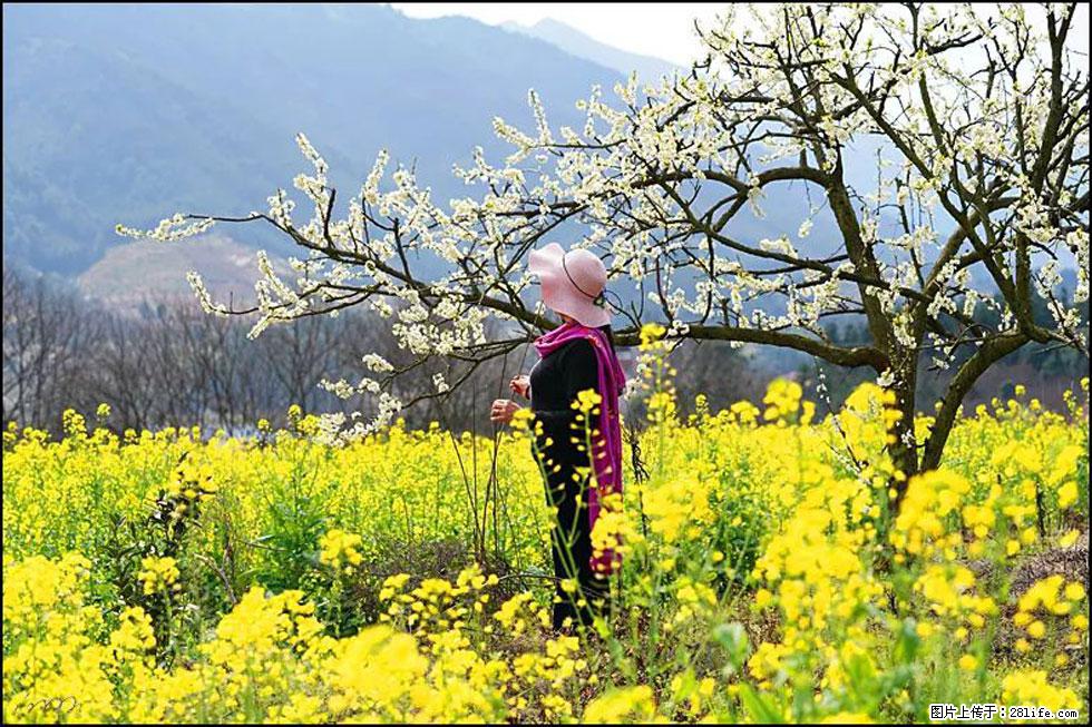 【春天，广西桂林灌阳县向您发出邀请！】长坪村油菜盛情花开 - 游山玩水 - 焦作生活社区 - 焦作28生活网 jiaozuo.28life.net