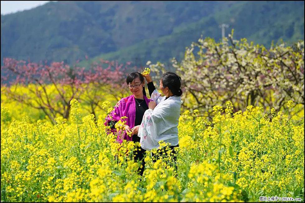 【春天，广西桂林灌阳县向您发出邀请！】长坪村油菜盛情花开 - 游山玩水 - 焦作生活社区 - 焦作28生活网 jiaozuo.28life.net