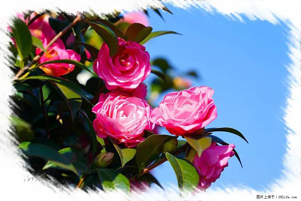 【春天，广西桂林灌阳县向您发出邀请！】杨柳井茶花惹人爱 - 游山玩水 - 焦作生活社区 - 焦作28生活网 jiaozuo.28life.net