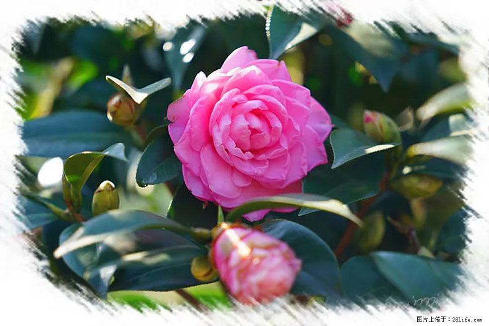 【春天，广西桂林灌阳县向您发出邀请！】杨柳井茶花惹人爱 - 游山玩水 - 焦作生活社区 - 焦作28生活网 jiaozuo.28life.net