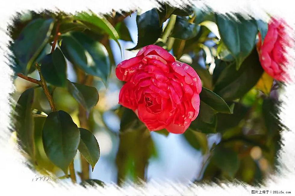 【春天，广西桂林灌阳县向您发出邀请！】杨柳井茶花惹人爱 - 游山玩水 - 焦作生活社区 - 焦作28生活网 jiaozuo.28life.net