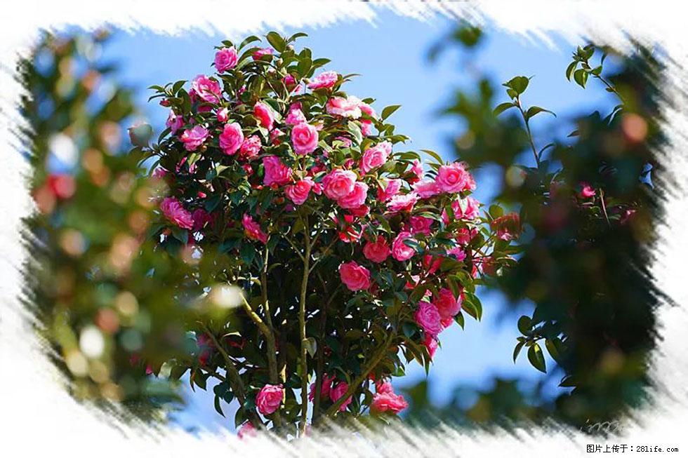 【春天，广西桂林灌阳县向您发出邀请！】杨柳井茶花惹人爱 - 游山玩水 - 焦作生活社区 - 焦作28生活网 jiaozuo.28life.net