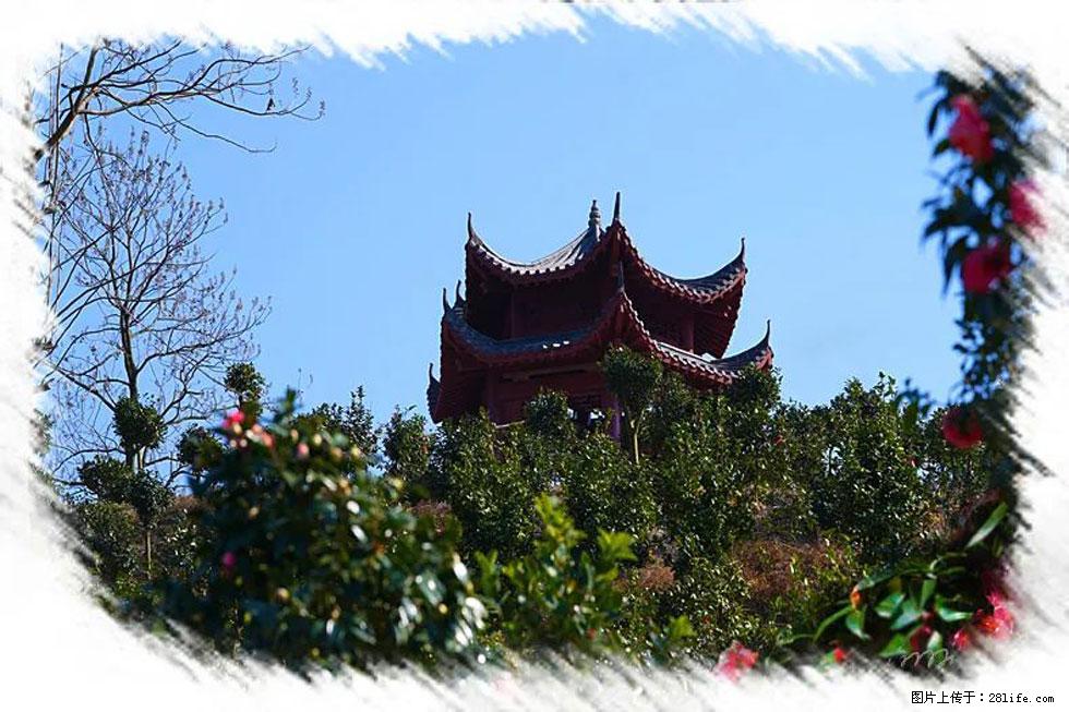 【春天，广西桂林灌阳县向您发出邀请！】杨柳井茶花惹人爱 - 游山玩水 - 焦作生活社区 - 焦作28生活网 jiaozuo.28life.net