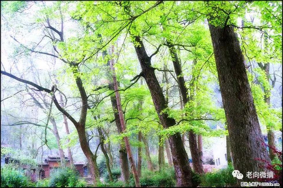 【春天，广西桂林灌阳县向您发出邀请！】在小龙村与春天约会 - 游山玩水 - 焦作生活社区 - 焦作28生活网 jiaozuo.28life.net