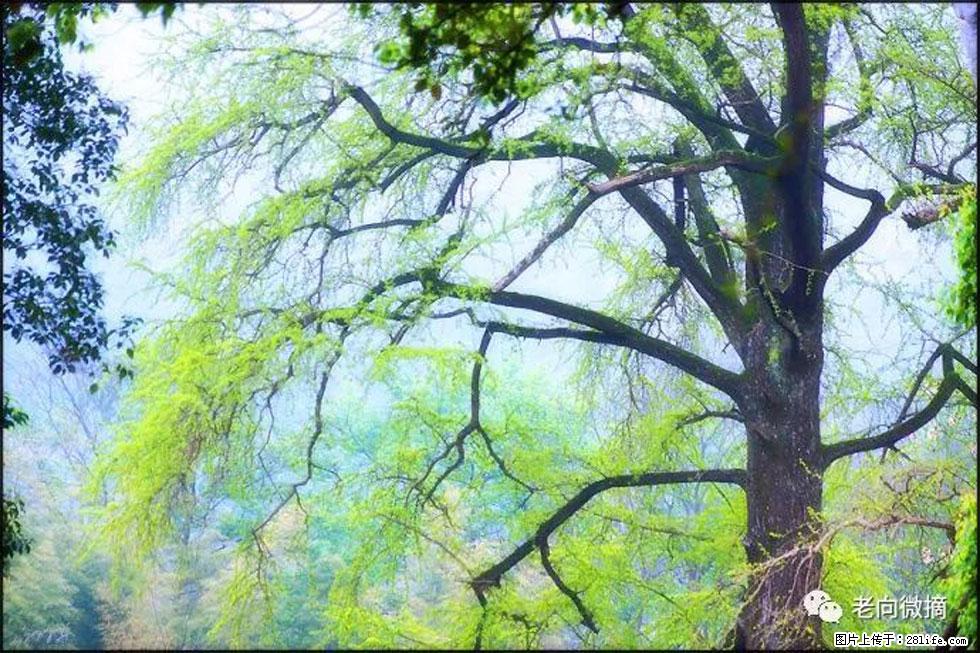 【春天，广西桂林灌阳县向您发出邀请！】在小龙村与春天约会 - 游山玩水 - 焦作生活社区 - 焦作28生活网 jiaozuo.28life.net