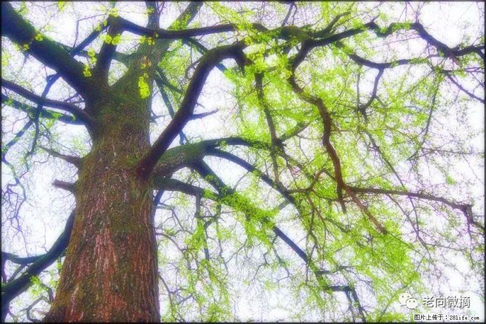 【春天，广西桂林灌阳县向您发出邀请！】在小龙村与春天约会 - 游山玩水 - 焦作生活社区 - 焦作28生活网 jiaozuo.28life.net