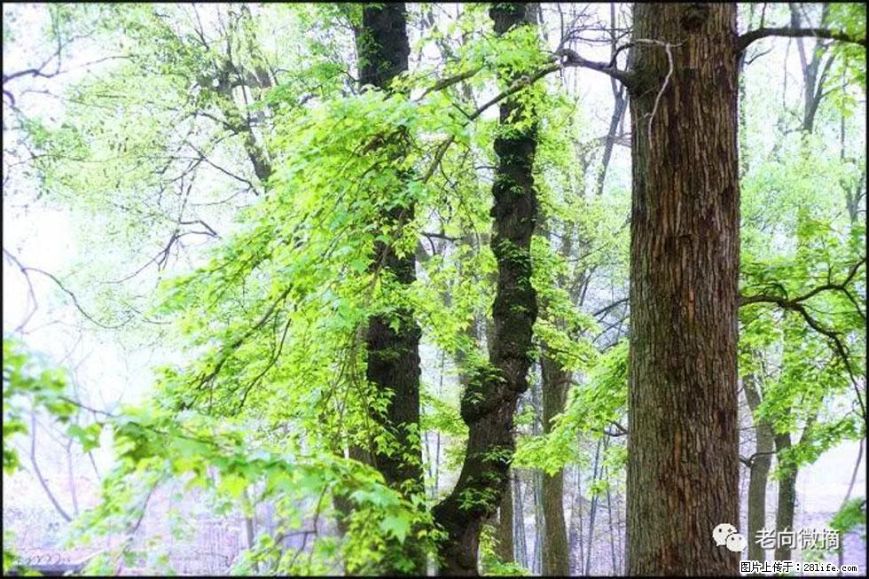 【春天，广西桂林灌阳县向您发出邀请！】在小龙村与春天约会 - 游山玩水 - 焦作生活社区 - 焦作28生活网 jiaozuo.28life.net