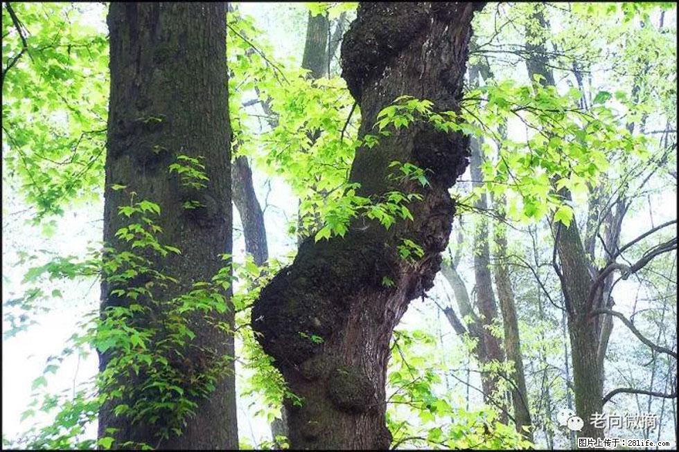 【春天，广西桂林灌阳县向您发出邀请！】在小龙村与春天约会 - 游山玩水 - 焦作生活社区 - 焦作28生活网 jiaozuo.28life.net