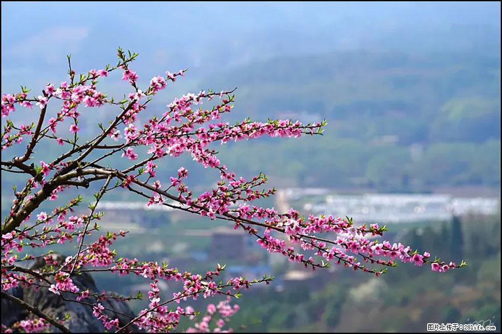【春天，广西桂林灌阳县向您发出邀请！】望月岭上桃花开 - 游山玩水 - 焦作生活社区 - 焦作28生活网 jiaozuo.28life.net