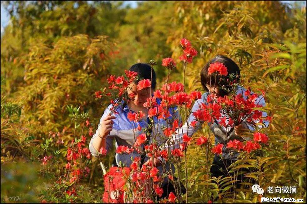 【春天，广西桂林灌阳县向您发出邀请！】登麒麟山，相约映山红 - 游山玩水 - 焦作生活社区 - 焦作28生活网 jiaozuo.28life.net