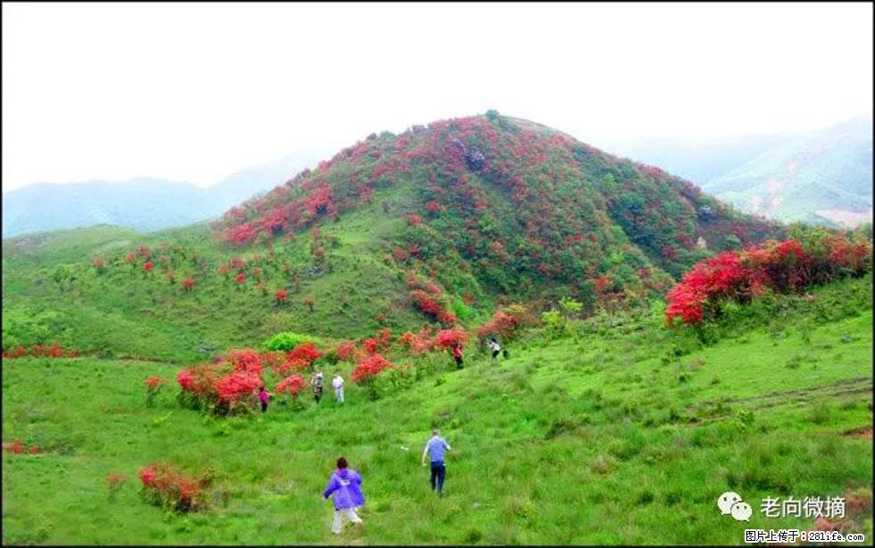【春天，广西桂林灌阳县向您发出邀请！】宝盖山上映山红 - 游山玩水 - 焦作生活社区 - 焦作28生活网 jiaozuo.28life.net