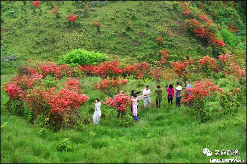 【春天，广西桂林灌阳县向您发出邀请！】宝盖山上映山红 - 游山玩水 - 焦作生活社区 - 焦作28生活网 jiaozuo.28life.net