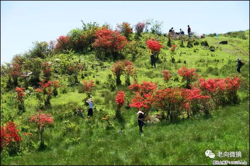 【春天，广西桂林灌阳县向您发出邀请！】宝盖山上映山红 - 游山玩水 - 焦作生活社区 - 焦作28生活网 jiaozuo.28life.net