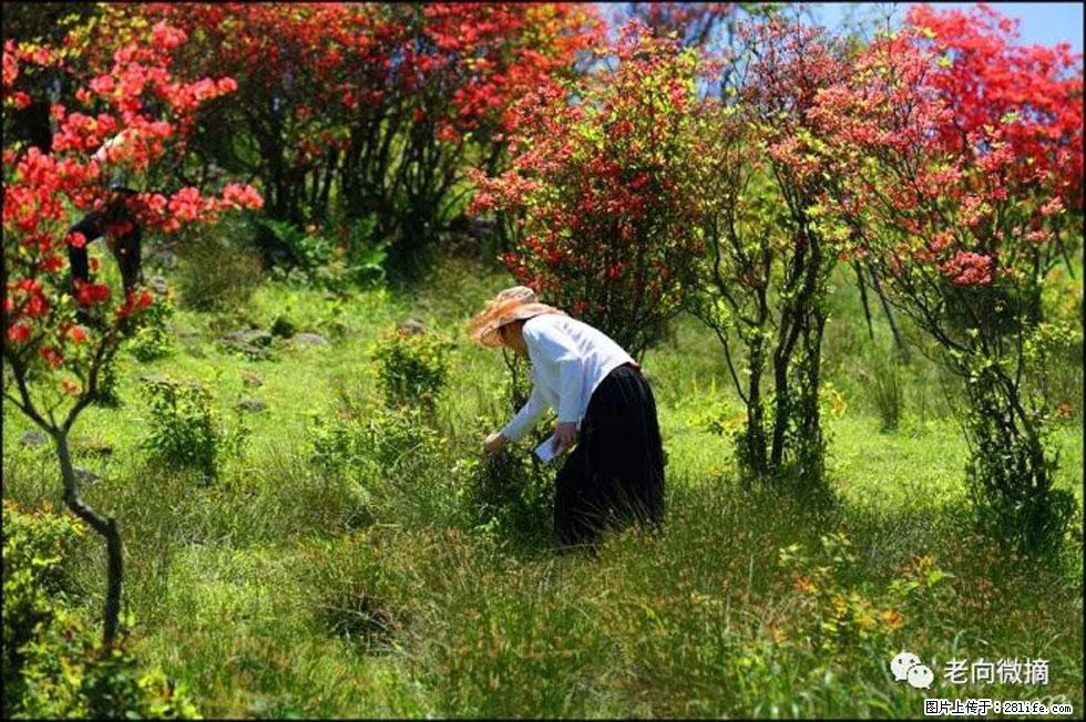【春天，广西桂林灌阳县向您发出邀请！】宝盖山上映山红 - 游山玩水 - 焦作生活社区 - 焦作28生活网 jiaozuo.28life.net