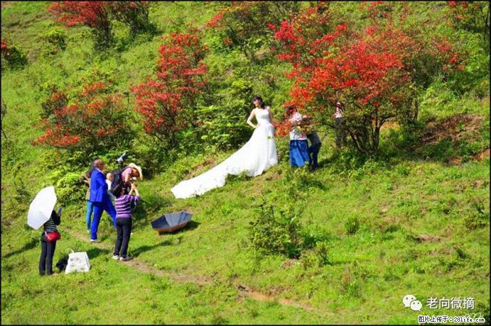 【春天，广西桂林灌阳县向您发出邀请！】宝盖山上映山红 - 游山玩水 - 焦作生活社区 - 焦作28生活网 jiaozuo.28life.net