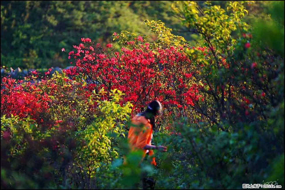 【春天，广西桂林灌阳县向您发出邀请！】春木界上映山红 - 游山玩水 - 焦作生活社区 - 焦作28生活网 jiaozuo.28life.net