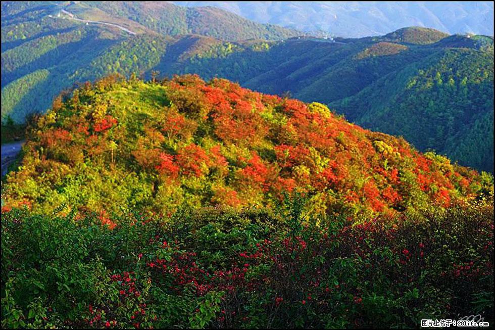 【春天，广西桂林灌阳县向您发出邀请！】春木界上映山红 - 游山玩水 - 焦作生活社区 - 焦作28生活网 jiaozuo.28life.net