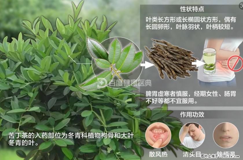 苦丁茶有哪些功效和作用 - 生活百科 - 焦作生活社区 - 焦作28生活网 jiaozuo.28life.net