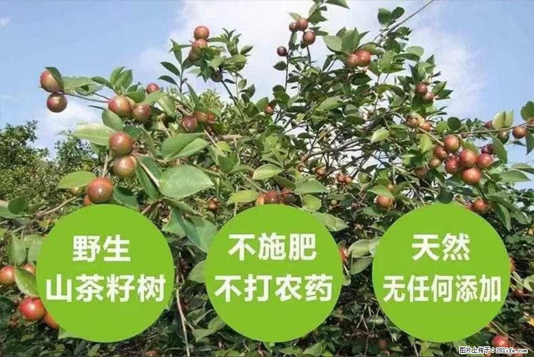 【灌阳县油茶产业示范区】一个有着充实的精神生活的人，对待身外之物自会有一种淡泊的态度 - 土特产 - 饮食特产 - 焦作分类信息 - 焦作28生活网 jiaozuo.28life.net