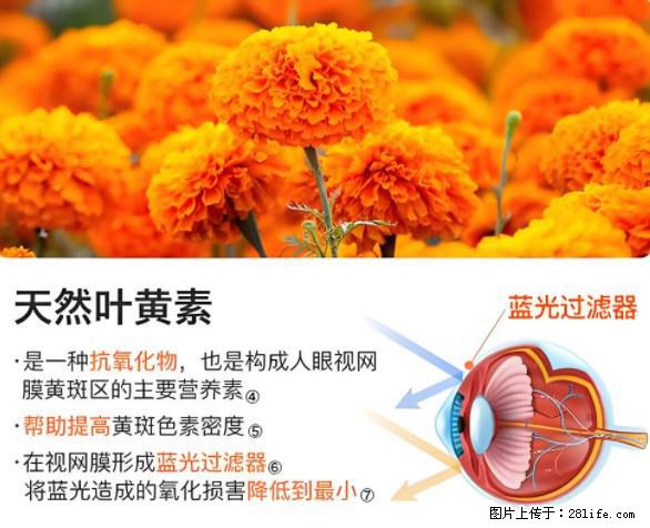 叶黄素有什么功效和作用 - 生活百科 - 焦作生活社区 - 焦作28生活网 jiaozuo.28life.net