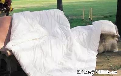 被子有异味?只要这样做,比晒太阳还强100倍! - 家居生活 - 焦作生活社区 - 焦作28生活网 jiaozuo.28life.net