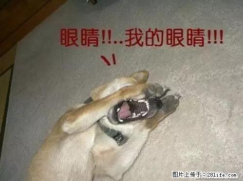 笑癫了！一女的怀孕三年未生，他终于忍不住了... - 娱乐八卦 - 焦作生活社区 - 焦作28生活网 jiaozuo.28life.net