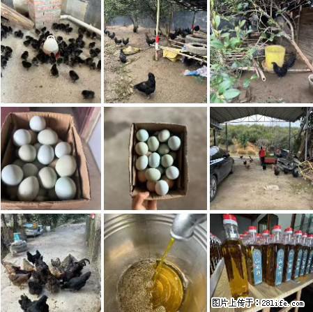 油茶园从小鸡仔开始养起的纯土鸡、土鸡蛋可以预定啦！还有前几天刚榨的纯山茶油哦 - 土特产 - 饮食特产 - 焦作分类信息 - 焦作28生活网 jiaozuo.28life.net