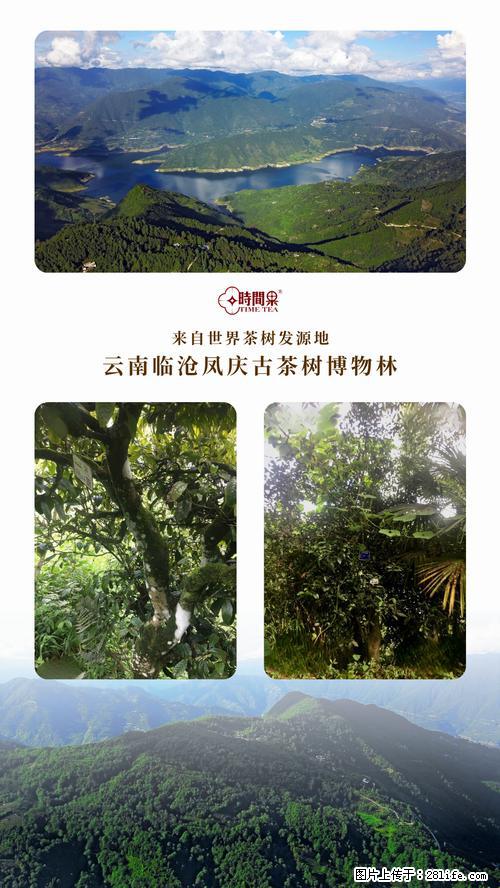 时间果百年古树2025年春红茶 - 购物交流 - 焦作生活社区 - 焦作28生活网 jiaozuo.28life.net