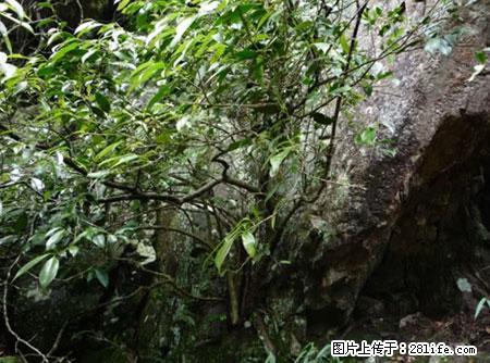 平乐石崖茶，珍贵仅次于金花茶 - 焦作生活资讯 - 焦作28生活网 jiaozuo.28life.net