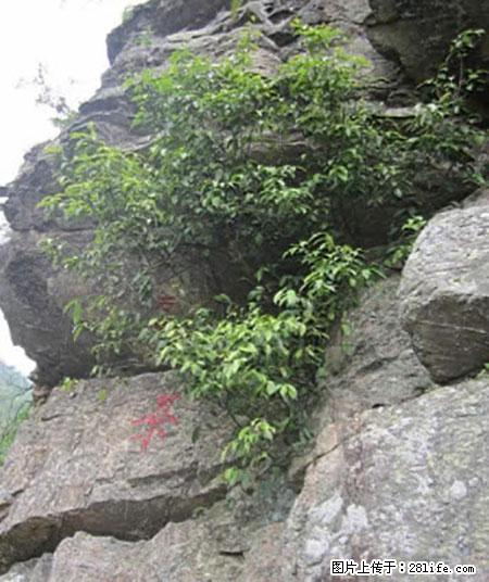 平乐石崖茶，珍贵仅次于金花茶 - 焦作生活资讯 - 焦作28生活网 jiaozuo.28life.net